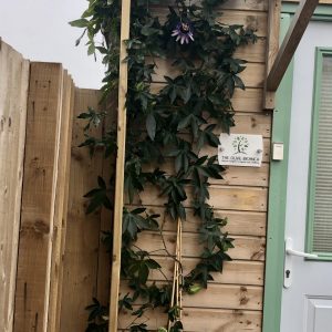 Autumn is a season of change. Passion flower growing outside The Olive Branch Plymouth