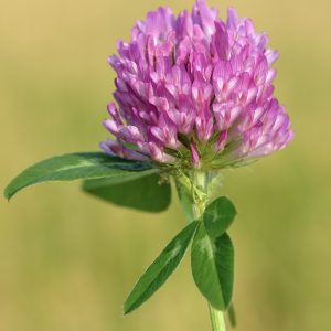 a picture of red clover plant