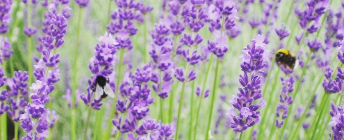 Aromatherapy Essential Oils for Menopause Relief