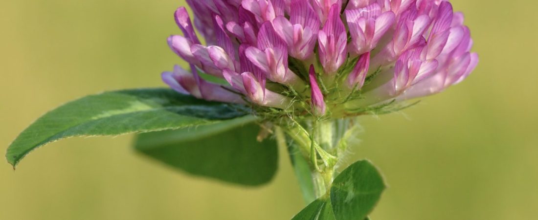 🌿 Red Clover for Bladder Control After Menopause | Natural Remedies